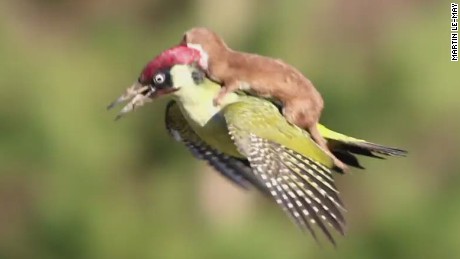 woodpecker/weasel
